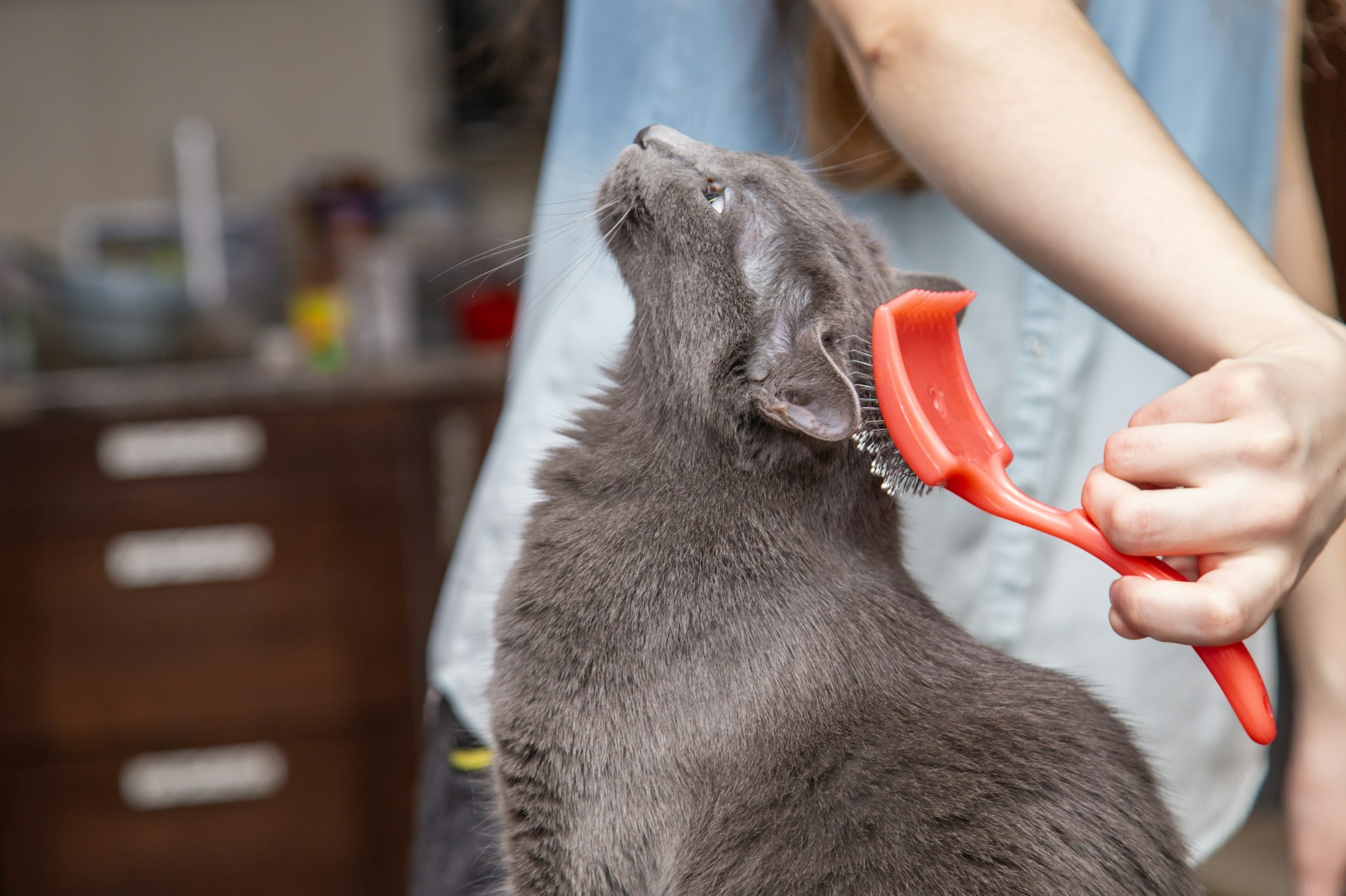 A girl combs a cat's fur with a special brush