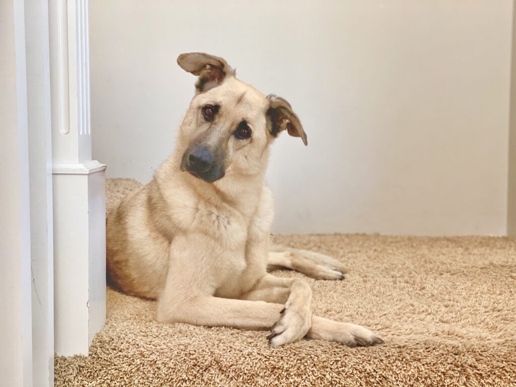 A pet dog sitting on the stairs with her paws crossed like a school portrait