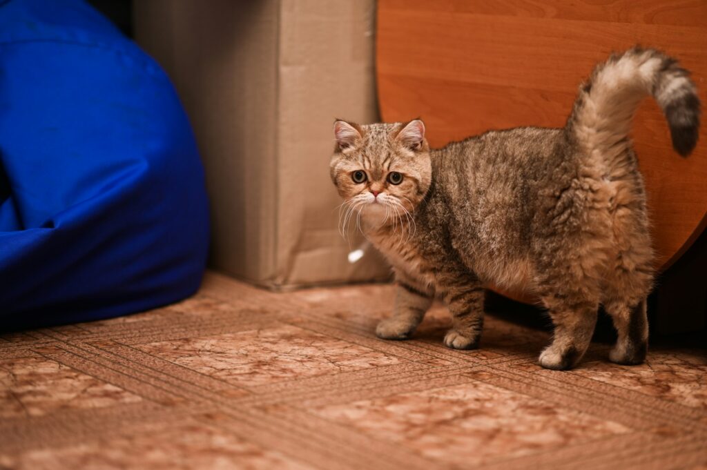 A serious cat with a fluffy tail at home