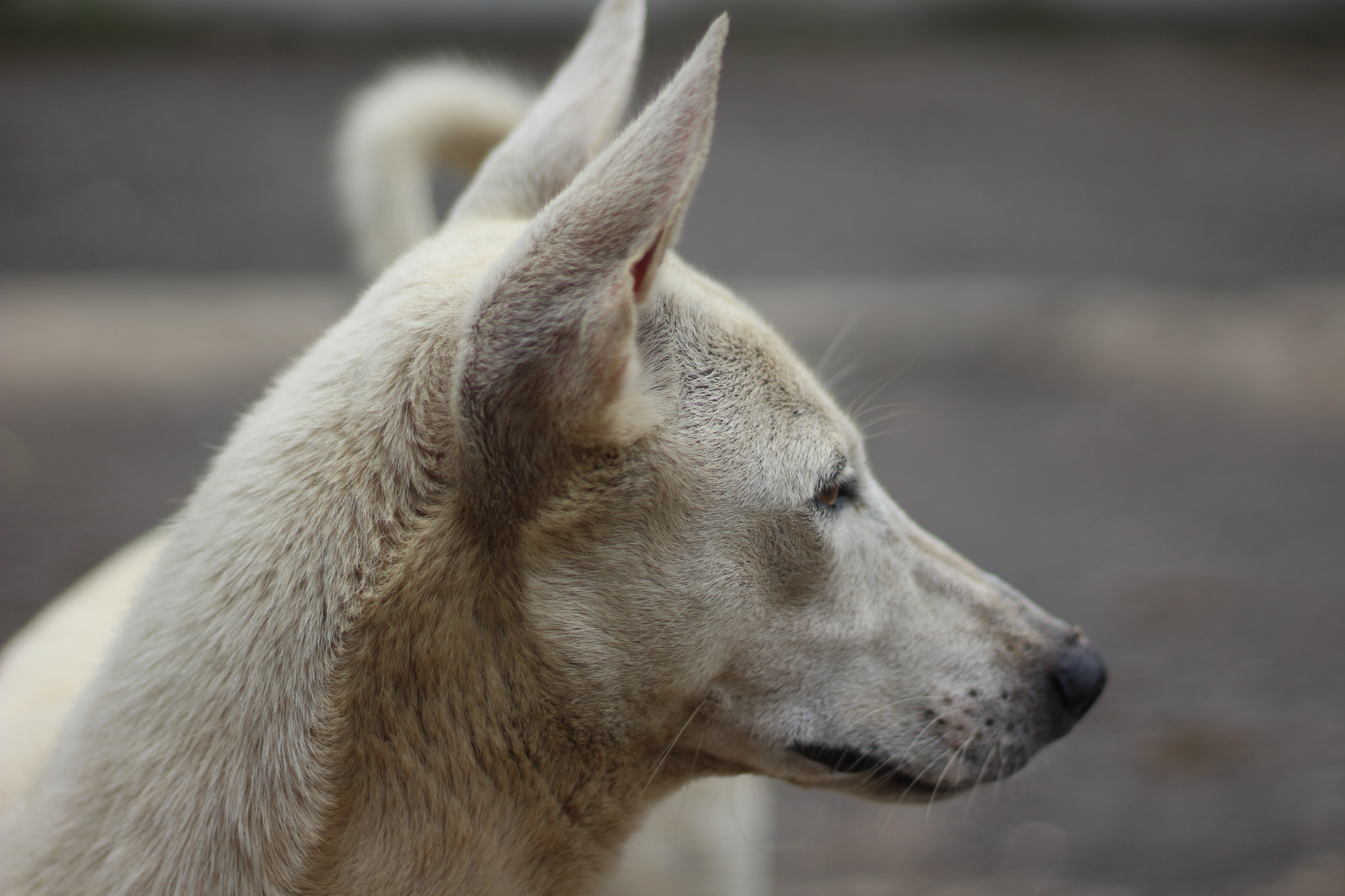 A street dog in India