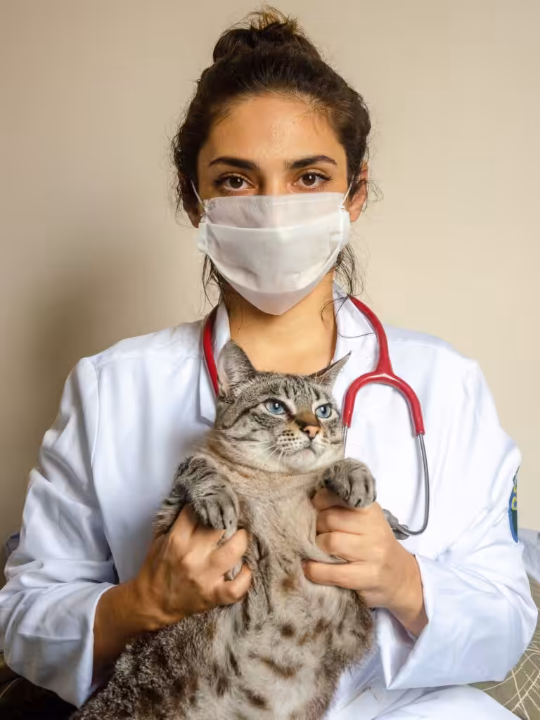 a veterinary holding a tabby cat using stethoscope