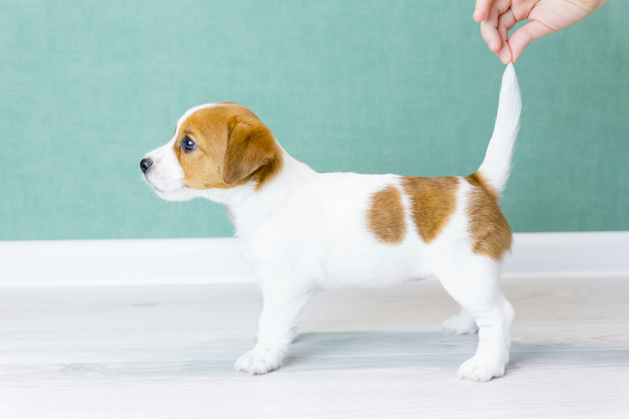 A white Jack Russell Terrier puppy stands sideways in a rack. Man's hand hold the puppy by tail.