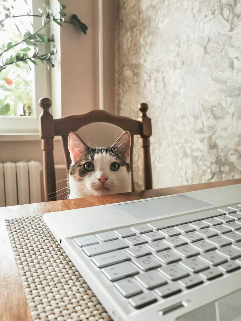 A white-striped young cat sits on a chair at a table with a laptop on it.