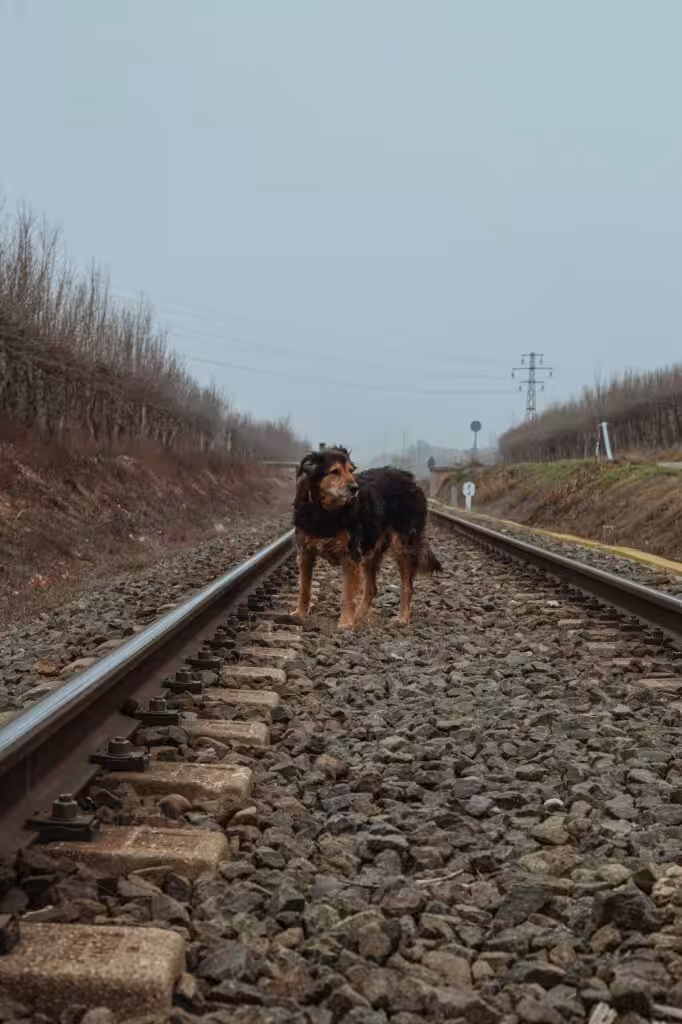 abandoned and lonely dog, sad and homeless on the train tracks