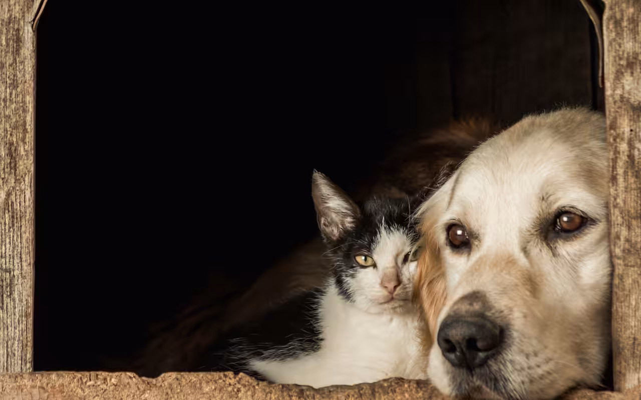Castração é a solução fundamental para combater o abandono de animais