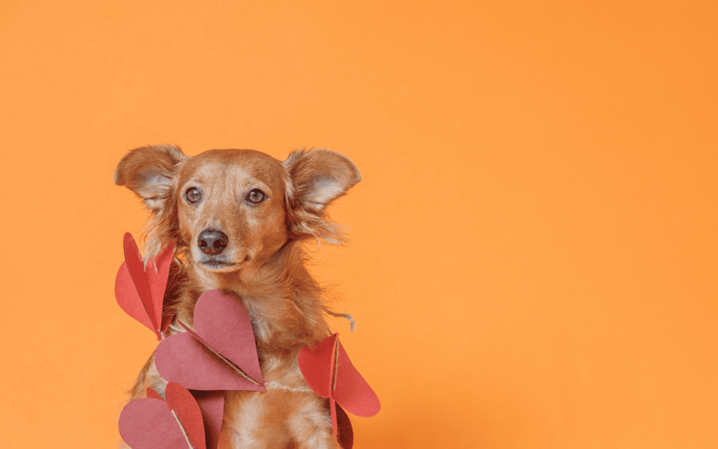 Abril Laranja: mais de 185 mil animais vítimas de maus-tratos exigem ação imediata