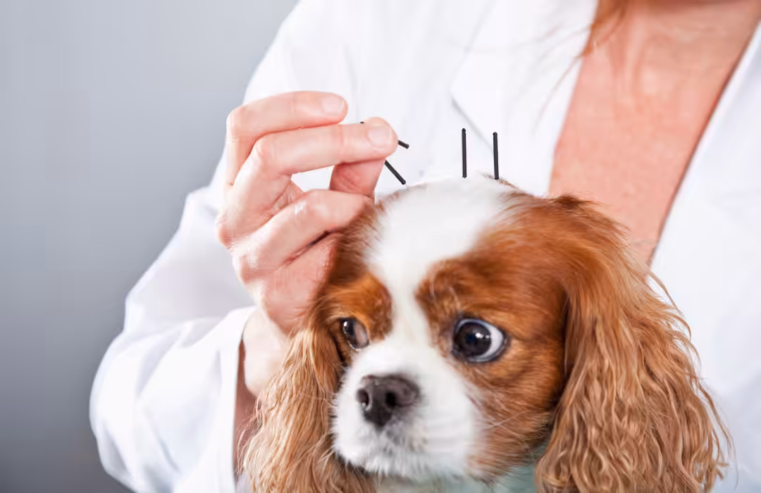 Terapias veterinárias alternativas estão em crescimento nos últimos 20 anos