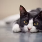 Justiça proíbe moradoras de alimentar gatos de rua em condomínio no DF