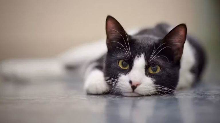 Justiça proíbe moradoras de alimentar gatos de rua em condomínio no DF