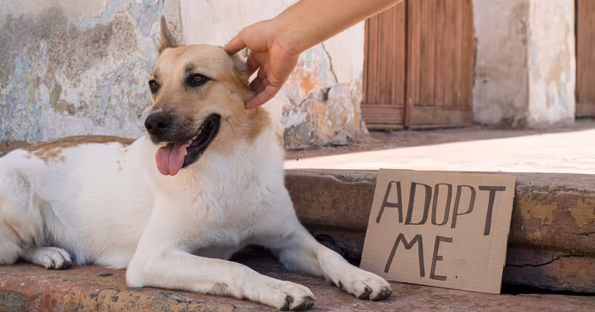 ONG intensifica ações para adoção de cães resgatados em São Paulo