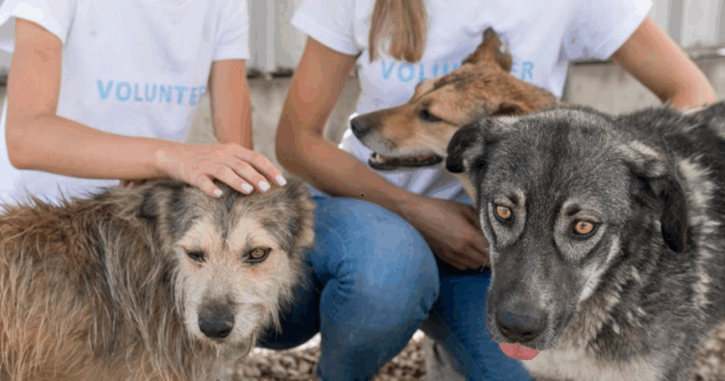 Abril Laranja: veterinária alerta para sinais de maus-tratos e orienta sobre como denunciar crimes contra animais