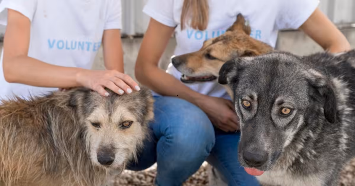 Abril Laranja: veterinária alerta para sinais de maus-tratos e orienta sobre como denunciar crimes contra animais