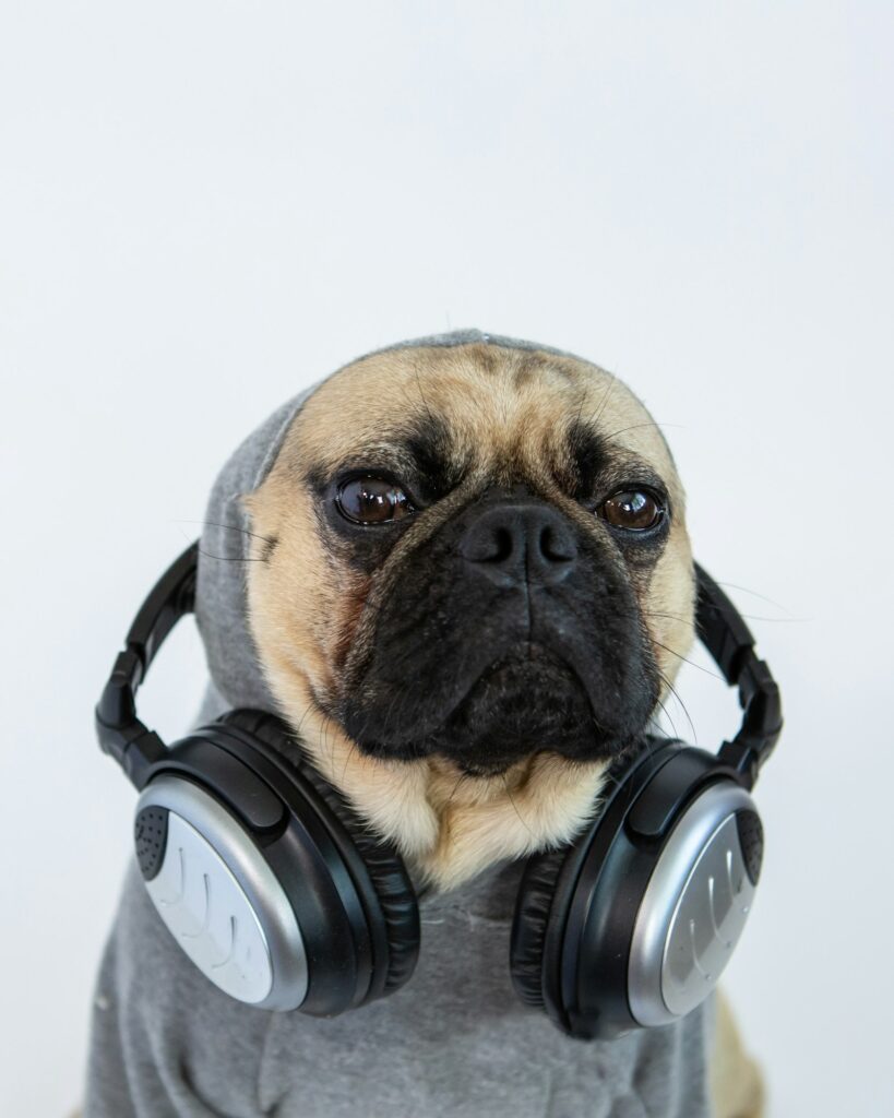 Adorable chill pug dog wearing a sweater hoodie and big headphones.