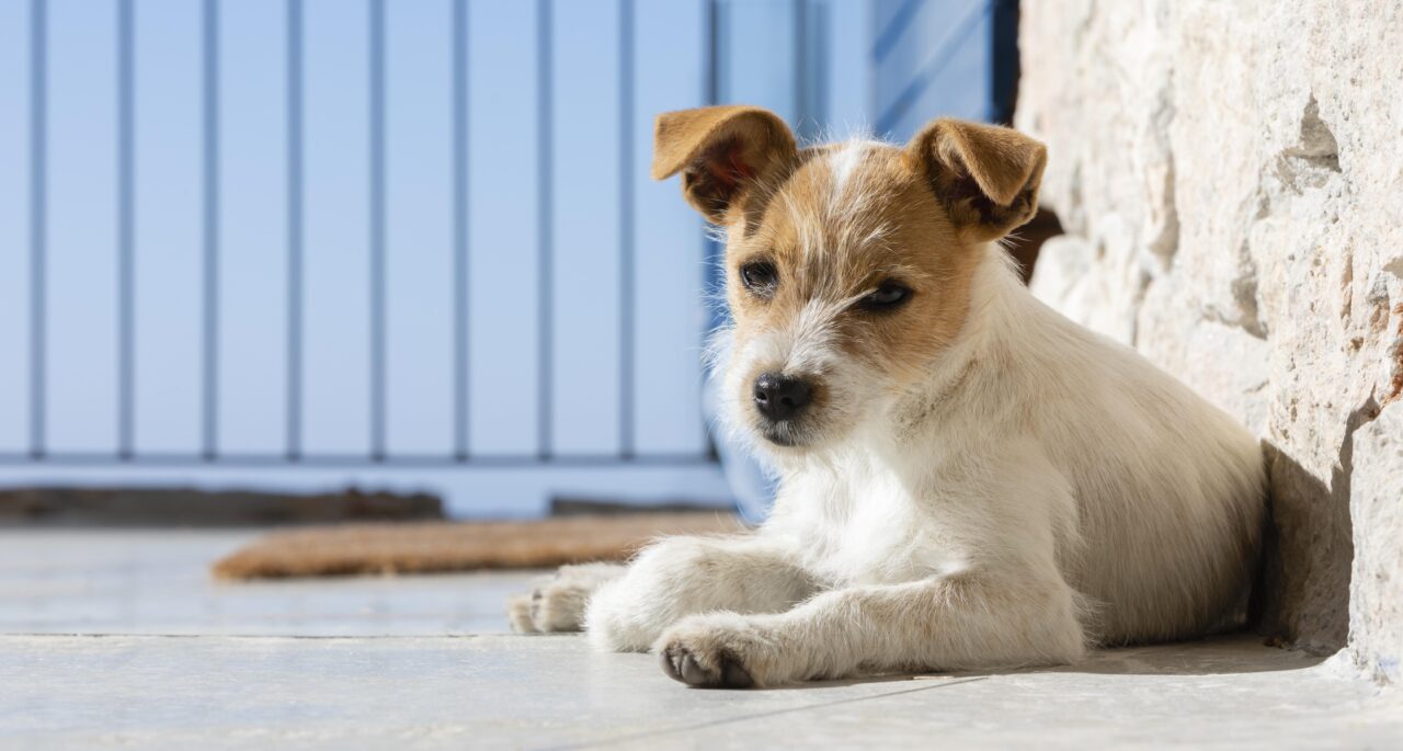 Assembleia de Goiás inaugura abrigo para cães comunitários e amplia proteção animal