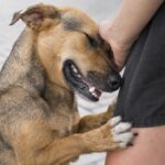 Entenda os perigos de achar que o cão vira-lata é resistente a doenças e saiba como cuidar do seu pet