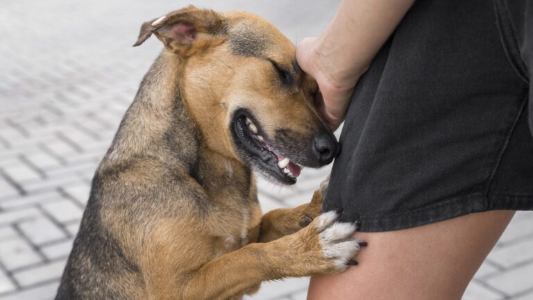 Entenda os perigos de achar que o cão vira-lata é resistente a doenças e saiba como cuidar do seu pet