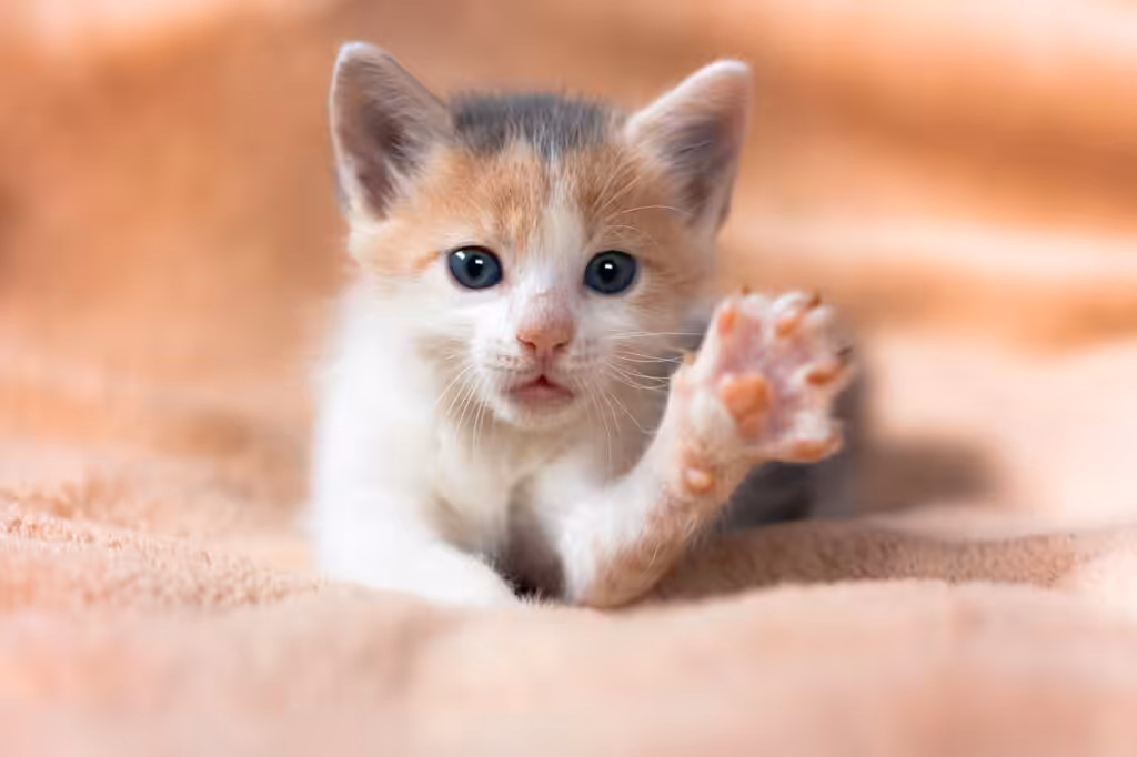 Adorable little three colored cat lying on sofa and raising paw. Cute three-colored kitten