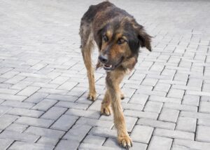 Julho Dourado: nova lei reforça cuidados com a saúde animal e a prevenção de zoonoses