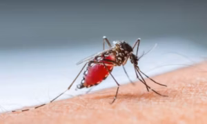 aedes