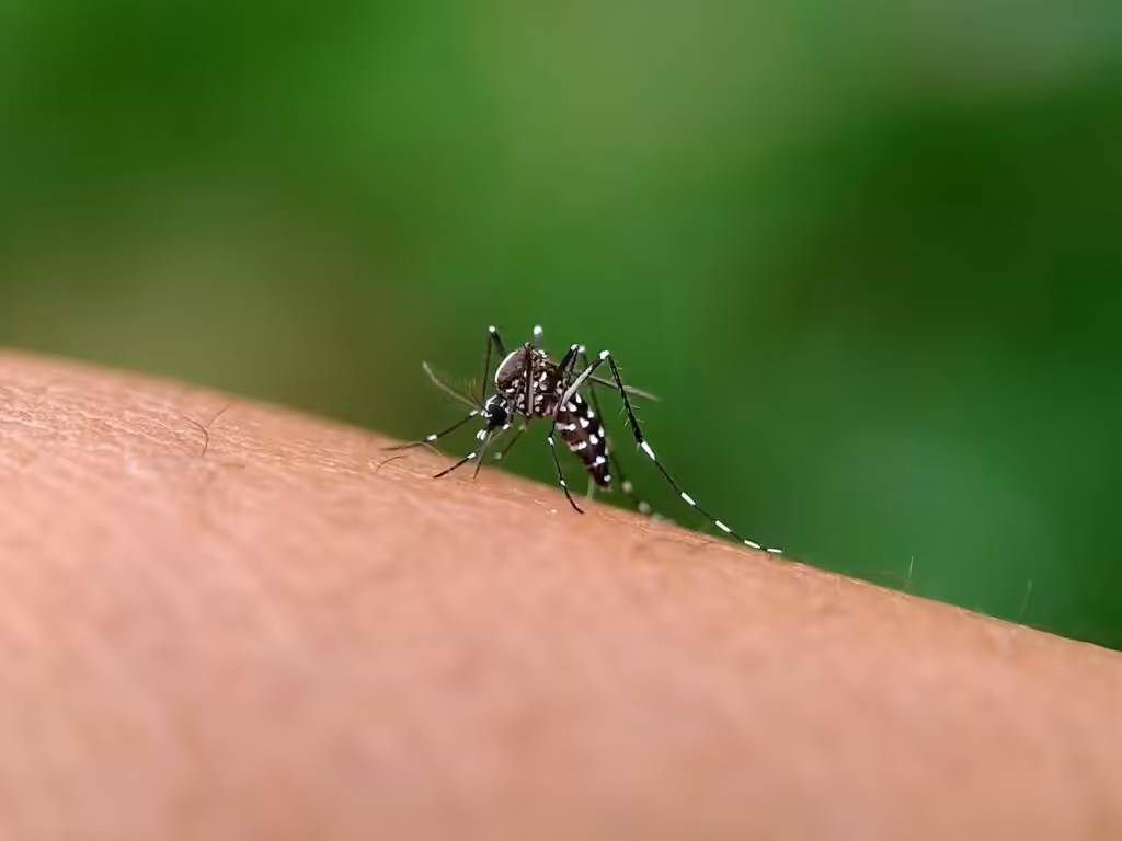 Aedes aegypti mosquito