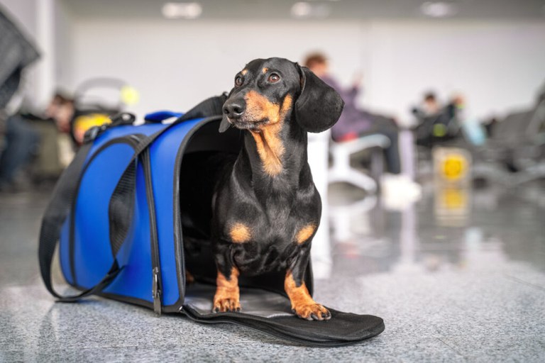 cachorro aeroporto