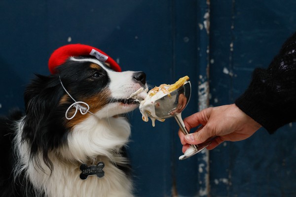 Mercado pet avança no luxo com cafés exclusivos e doces gourmet para cães
