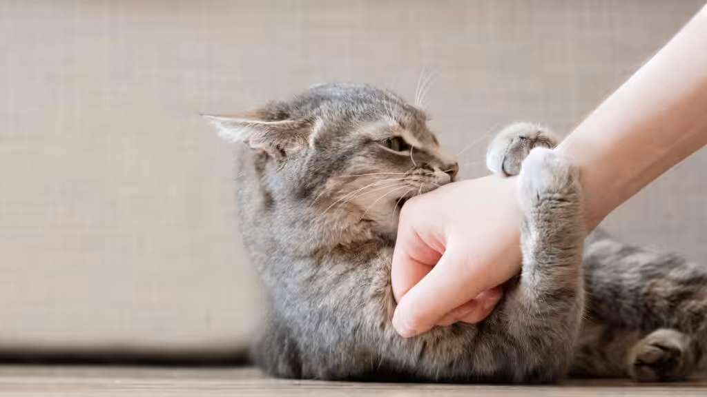 Aggressive gray cat attacked the owner’s hand.