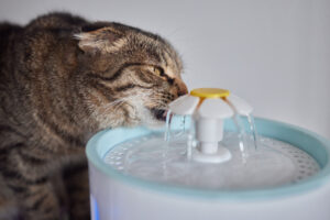 agua gato