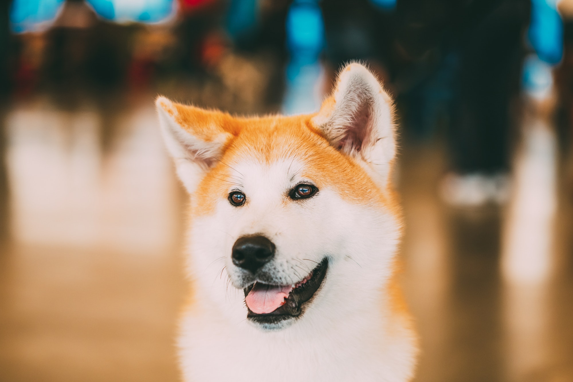 Akita Dog (Akita Inu, Japanese Akita) close up portrait