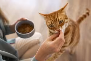 Posse de gatos cresce e indústria amplia opções de alimentos e petiscos