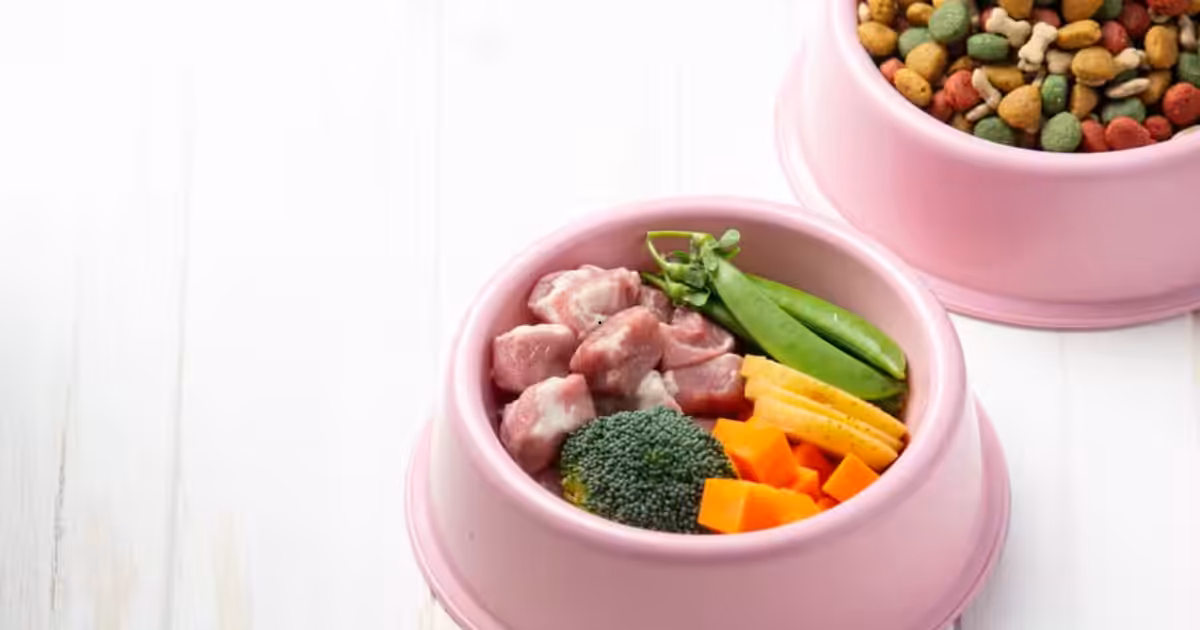 Alimentação natural para pets cresce no Brasil e movimenta mercado com gastos de até R$ 2 mil por mês