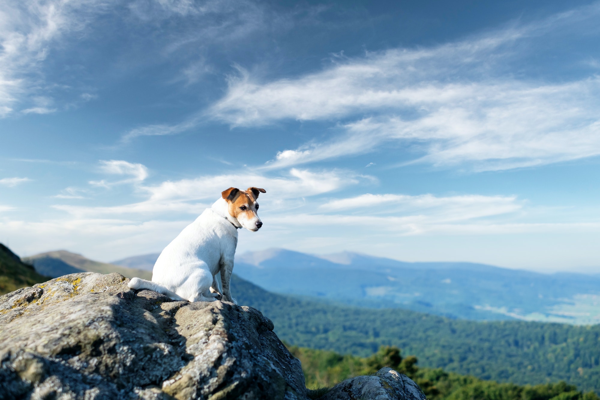 Alone white dog sitting on rock