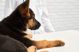 epilepsia em cães