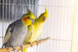 Relatório: geração Z impulsiona crescimento da posse de aves e pequenos animais 