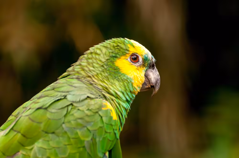 Animal silvestre em casa? Conheça os cuidados necessários