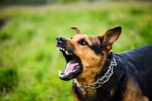 Veterinário comportamental: atua no tratamento de alterações emocionais em pets