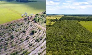 antes e depois area verde