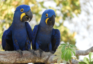 arara