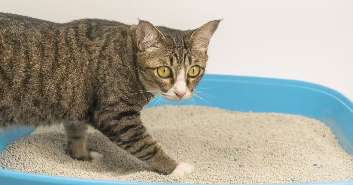 Caixinha de areia: O que eu devo saber?