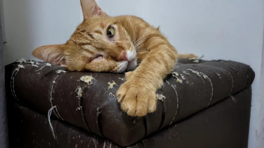 Arranhões nos móveis: o que o comportamento do gato quer dizer e como redirecionar