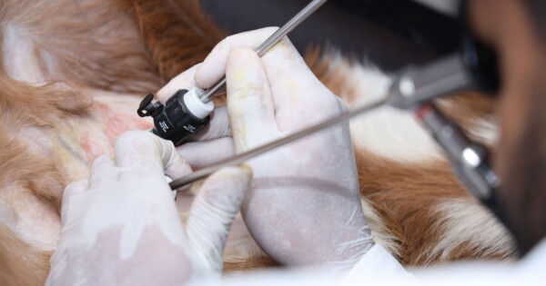 Dermatose responsiva ao zinco em cães: entenda a deficiência nutricional