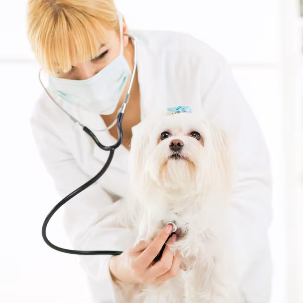 At the veterinary