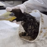 Ave marinha é resgatada com pote de plástico preso ao pescoço em Ubatuba
