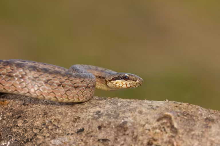 Veterinários e biólogos juntos no resgate e afugentamento de fauna