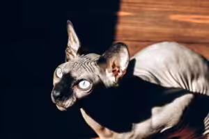 Gatos Sphynx e Scottish Fold: quando a estética pode comprometer a saúde animal