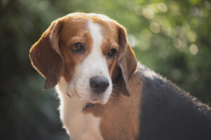 Beagle