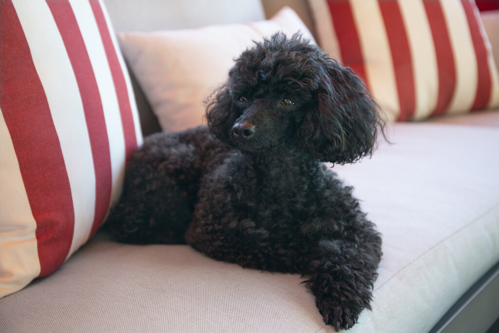 Beautiful black Toy Poodle resting on a sofa