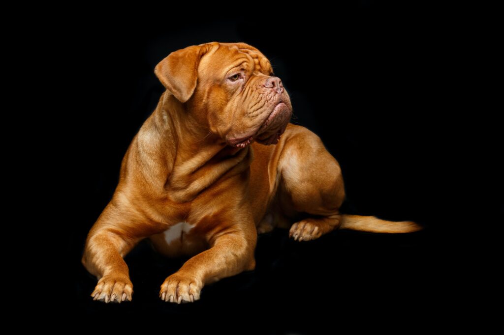 beautiful bordeaux dogue dog