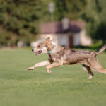 Alimentação funcional para pets ganha força com foco em longevidade e bem-estar