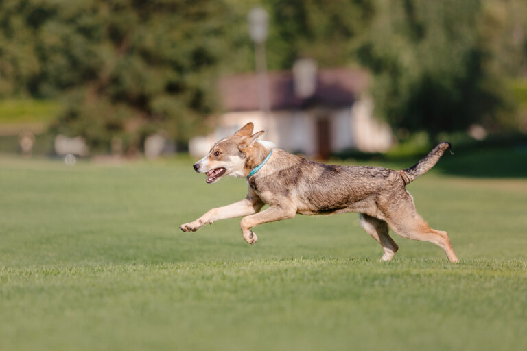 Alimentação funcional para pets ganha força com foco em longevidade e bem-estar